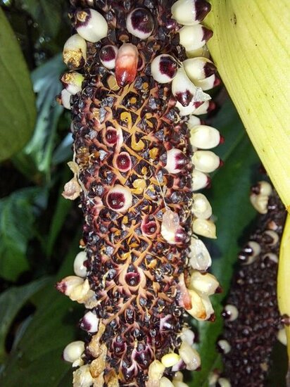 Anthurium (Anthurium subsignatum)