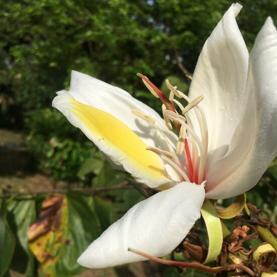 Giant Orchid Tree (Gigasiphon macrosiphon)