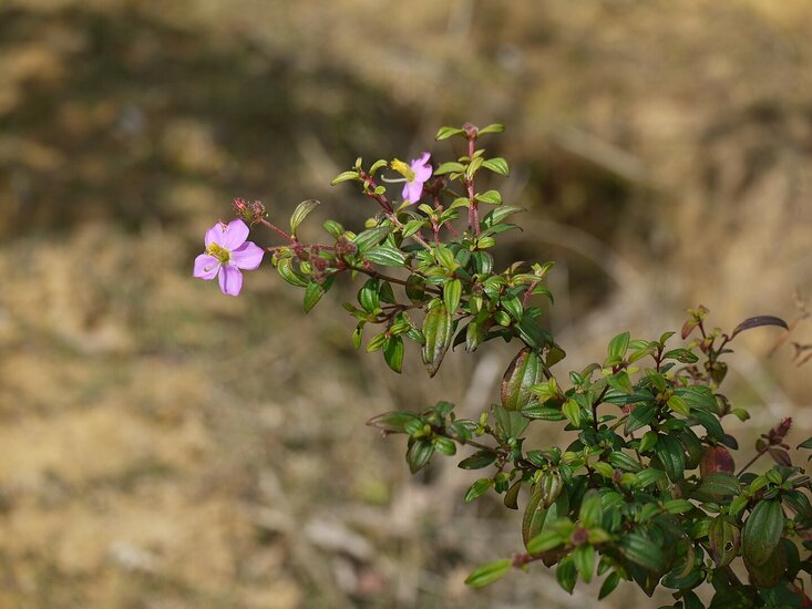 Heen Bovitiya (Osbeckia octandra)