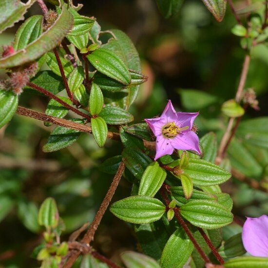 Heen Bovitiya (Osbeckia octandra)