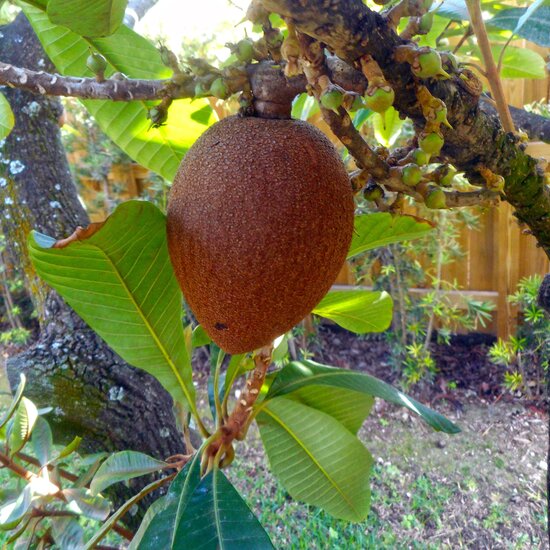 Mamey sapote (Pouteria sapota)