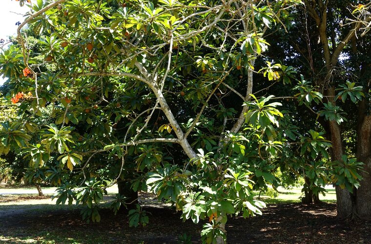 Mamey sapote (Pouteria sapota)