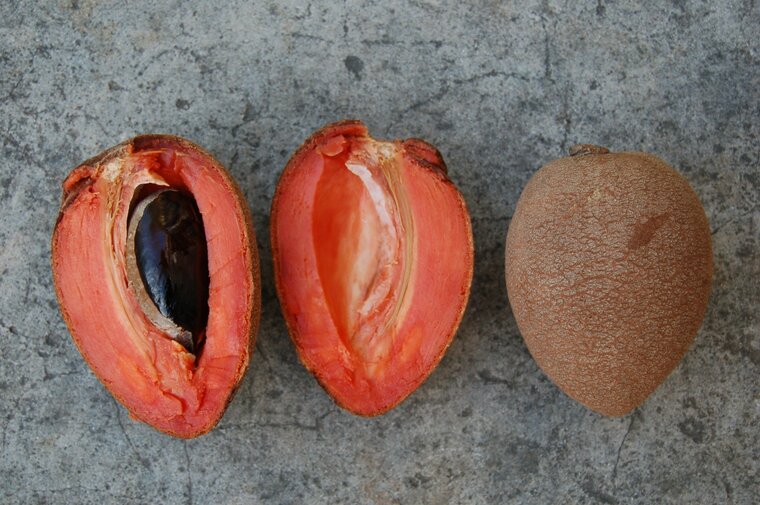 Mamey sapote (Pouteria sapota)