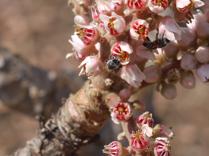 Indian frankincense tree (Boswellia serrata) 