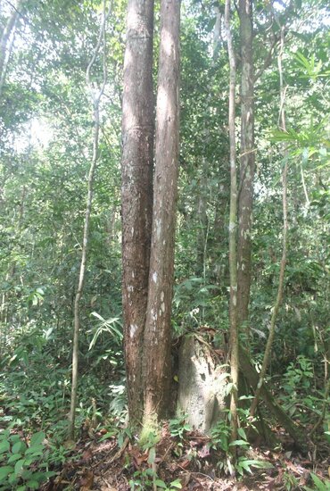 Bornean Ironwood (Eusideroxylon zwageri)