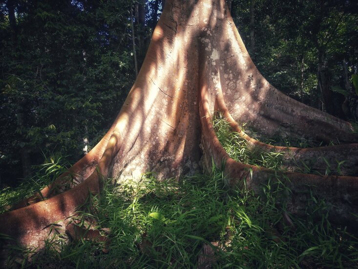 Bornean Ironwood (Eusideroxylon zwageri)