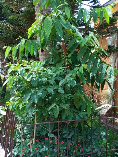 Bornean Ironwood (Eusideroxylon zwageri)