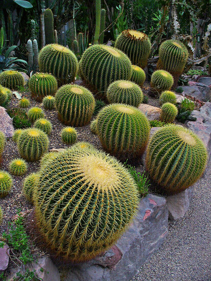 Golden Barrel Cactus (Echinocactus grusonii)