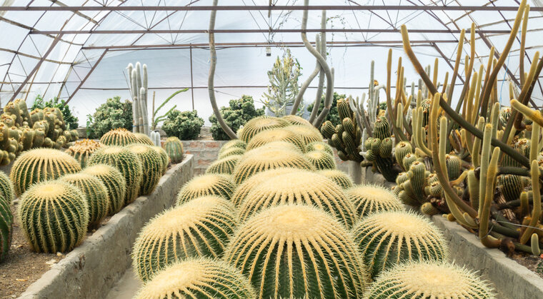 Golden Barrel Cactus (Echinocactus grusonii)