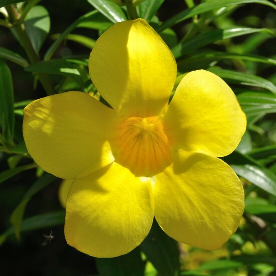 Golden trumpet (Allamanda cathartica)