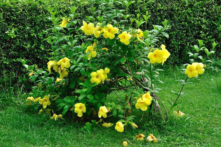 Golden trumpet (Allamanda cathartica)