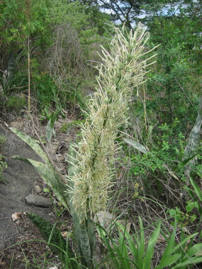 Sansevieria (Dracaena hyacinthoides)