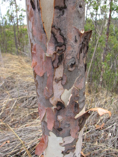 Lemon-scented gum (Corymbia citriodora)