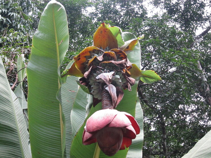 Rock banana (Ensete superbum)