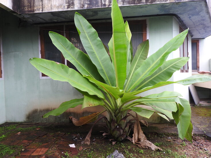 Rock banana (Ensete superbum)