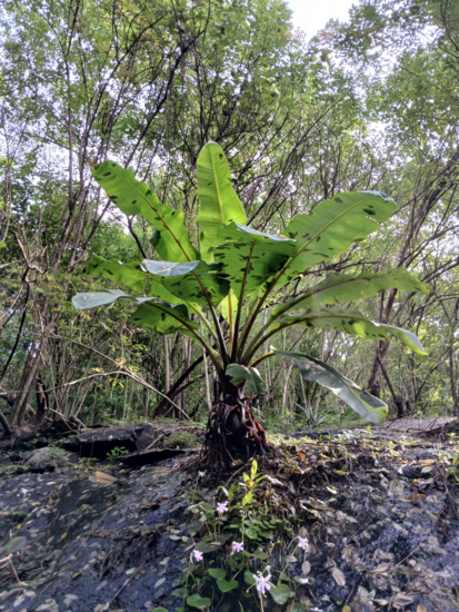 Rock banana (Ensete superbum)