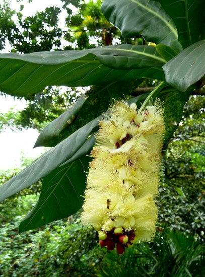 Cutnut (Barringtonia edulis)