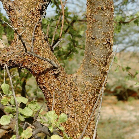 Myrrh (Commiphora myrrha)