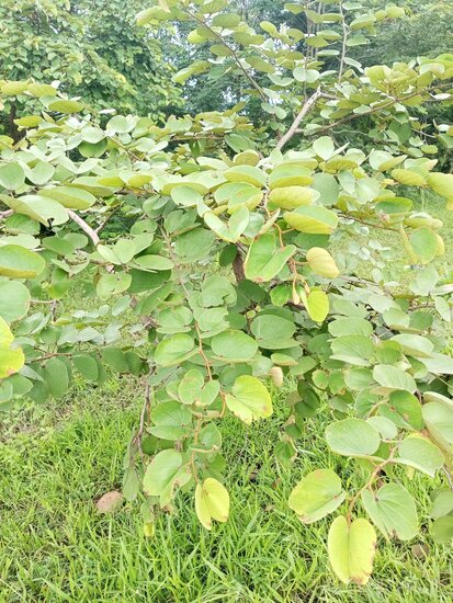 Camel&#039;s foot tree (Piliostigma thonningii)