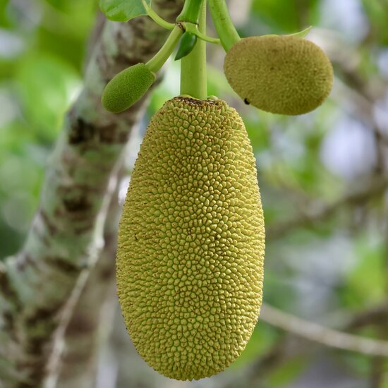 Chempedak (Artocarpus integer)