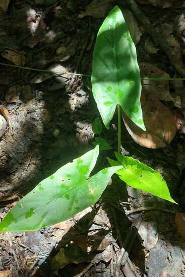 Alocasia (Alocasia holrungii)