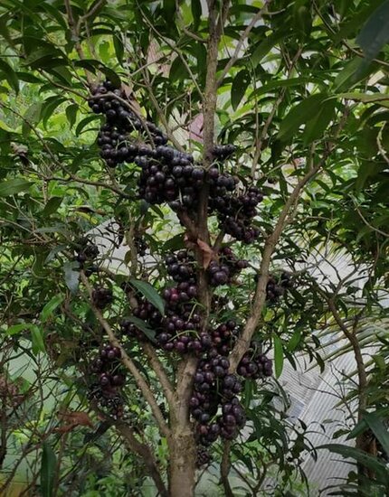 Gowok fruit tree (Syzygium polycephalum)