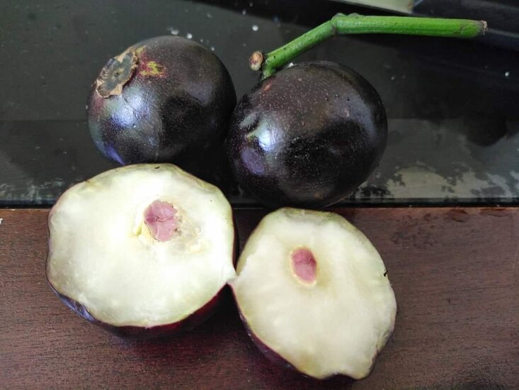 Gowok fruit tree (Syzygium polycephalum)