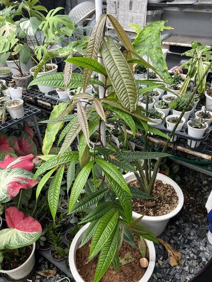 Gowok fruit tree (Syzygium polycephalum)