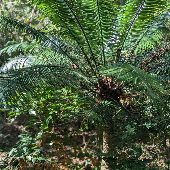 Cycad (Cycas glauca)