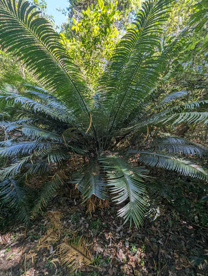 Cycad (Cycas glauca)