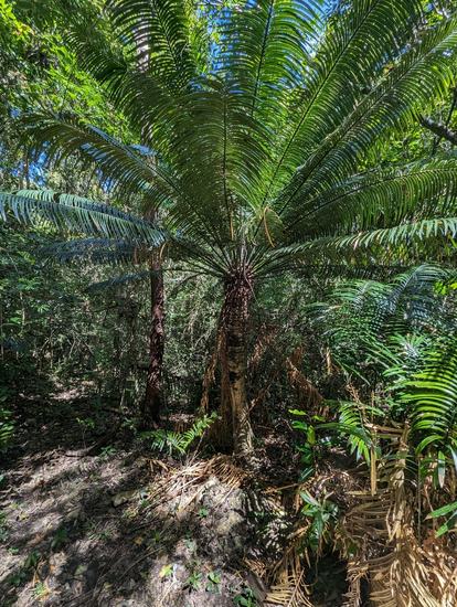 Cycad (Cycas glauca)