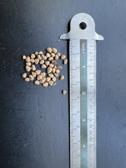 Guava (Psidium guajava)