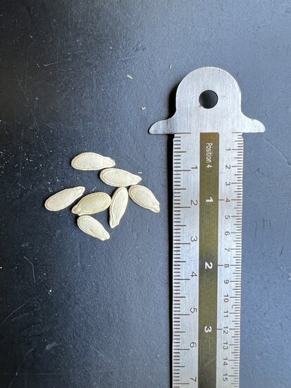 Wax gourd (Benincasa hispida)