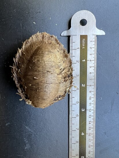 Indian Almond (Terminalia catappa)