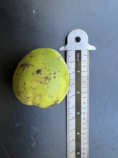 Australian Chestnut (Castanospermum australe)