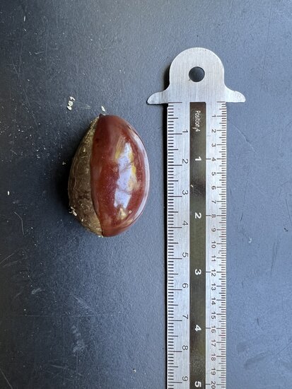Canistel (Pouteria campechiana)