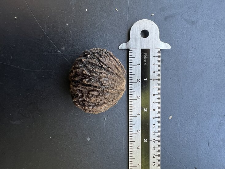 Black walnut (Juglans nigra)