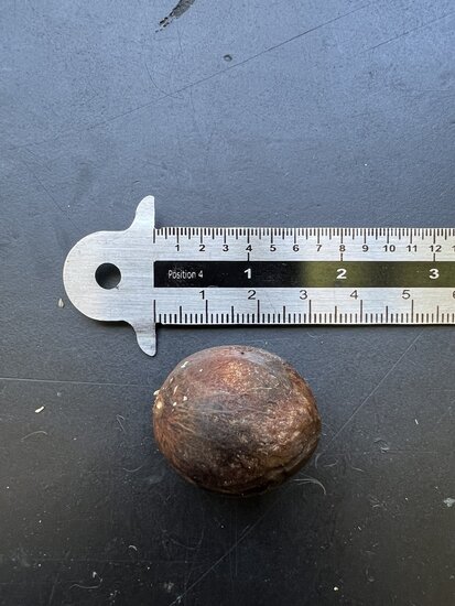 Nutmeg (Myristica fragrans)