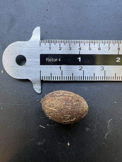 Kentia Palm (Howea forsteriana)