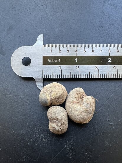 Za baobab (Adansonia za)