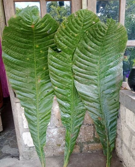 Octamyrtus (Octamyrtus glomerata)
