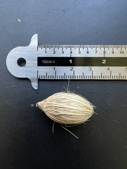 Manila Palm (Veitchia merrillii)