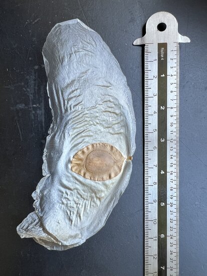 Javan Cucumber (Alsomitra macrocarpa)