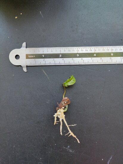 Gowok fruit tree (Syzygium polycephalum)