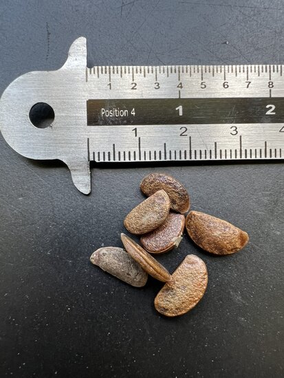 Date Plum (Diospyros lotus)