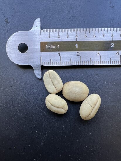 Dwarf Arabica Coffee (Coffea arabica &#039;nana&#039;)
