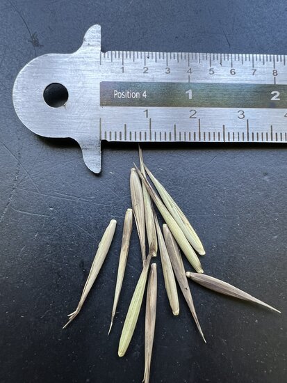 Moso Bamboo (Phyllostachys edulis)
