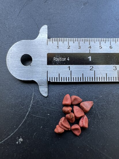 Annatto (Bixa orellana)