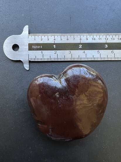 Sea Heart (Entada gigas)