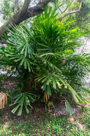 Hainan fan Palm (Lanonia hainanensis)